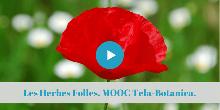 botanique, formations, cours, en-ligne, tela-botanica