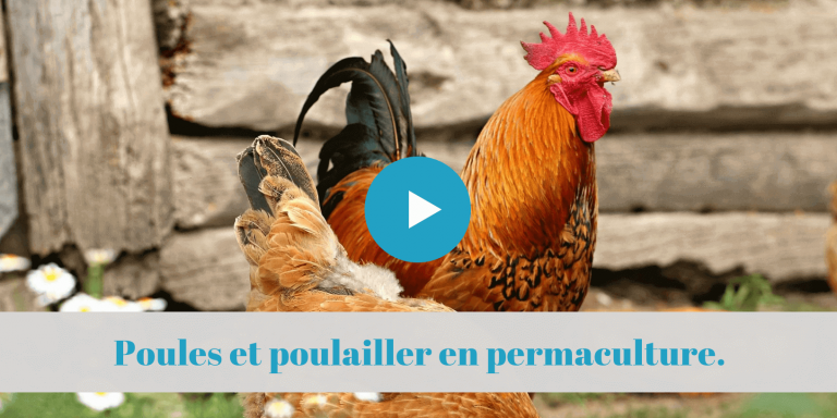 permaculture, cours, en-ligne, poules, poulailler