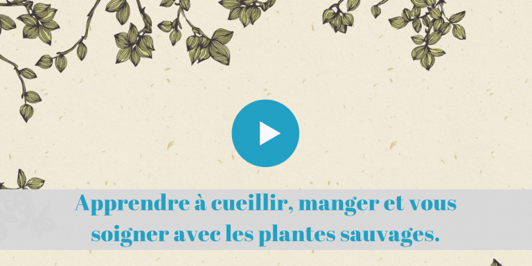 formation, en ligne, plantes, permaculture, cours, cueillir